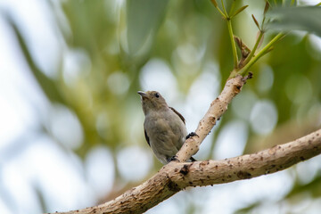 The scarlet-headed flowerpecker (Dicaeum trochileum) is a bird species in the family of Dicaeidae