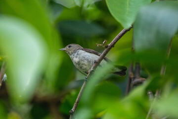 The scarlet-headed flowerpecker (Dicaeum trochileum) is a bird species in the family of Dicaeidae