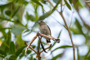 The scarlet-headed flowerpecker (Dicaeum trochileum) is a bird species in the family of Dicaeidae