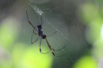 macro of spider in web green background 