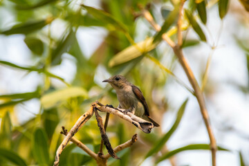 The scarlet-headed flowerpecker (Dicaeum trochileum) is a bird species in the family of Dicaeidae