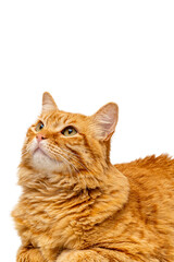 A cute adult yellow and white stray cat with green eyes and white background