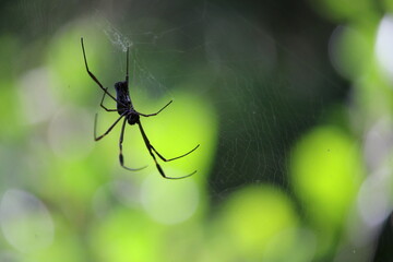 macro of spider in web green background 