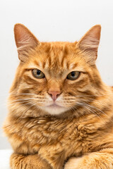 A cute adult yellow and white stray cat with green eyes and white background