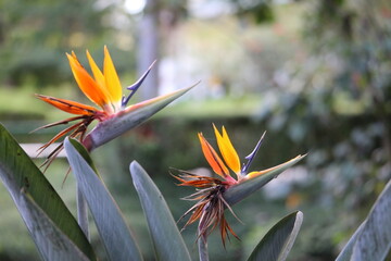 Bird of paradise flower (Strelitzia)