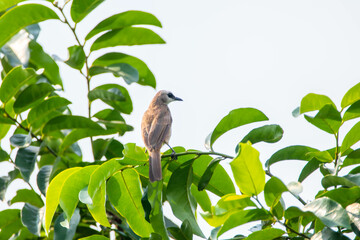 The yellow-vented bulbul (Pycnonotus goiavier), or eastern yellow-vented bulbul, is a member of the bulbul family of passerine birds