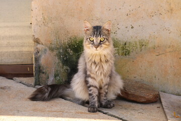 Beautiful green eyed orange cat sitting against a brown, mossy background