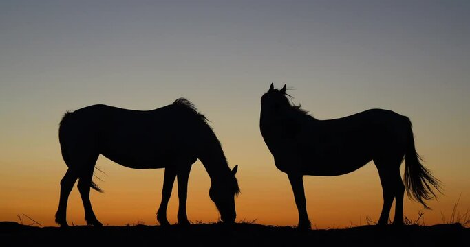 Camargue or Camarguais Horse in the Dunes at Sunrise, Camargue in the South East of France, Les Saintes Maries de la Mer, Real Time 4K