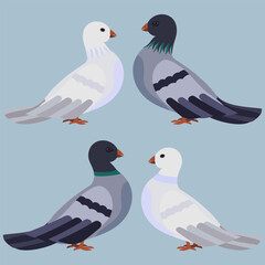 Cartoon pigeons, white and grey. Light blue background. Vector illustration