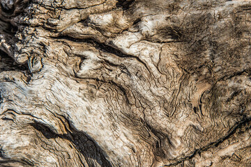 Old grunge dark textured wooden background.The surface of the old brown wood texture of aged on seashore