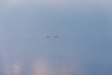a couple of swans floating on a lake, top aerial drone view, nature animals landscape