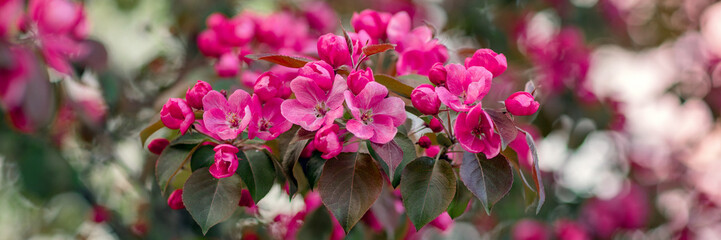 Obraz premium decorative apple tree in bloom, spring in the garden banner, beautiful pink flowers on a fruit tree branch