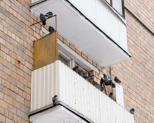 a flock of pigeons sits on the cluttered balcony of a high-rise building and one of the pigeons is flying and brick wall background 