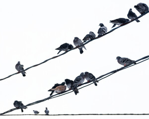 a big flock of urban gray pigeons are sitting on wires along the entire frame diagonally against a light sky background and snowing