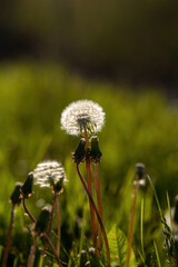 beautiful field of dandelions with bright white heads and blurred green background