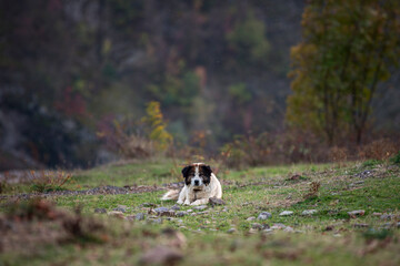 Naklejka na ściany i meble A furry shepherd dog resting in the middle of a meadow