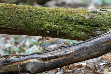 a vole runs along a fallen tree trunk in the spring forest on a bright blurred background