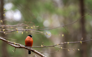 bullfinch is sitting on a tree branch in the spring forest on a bright blurred green background with bokeh
