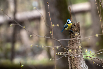 a titmouse is sitting on a tree trunk surrounded by branches in a spring forest with a bright blurred background with bokeh