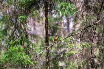 beautiful coniferous forest landscape with bullfinch sitting on a tree branch in the spring forest on a bright blurred green background with bokeh