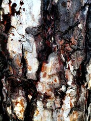 Dramatic background of tree bark close up