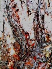 Bark of a tree, wet red and black photo background, texture