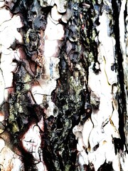Tree bark background, texture, black and white nature photo