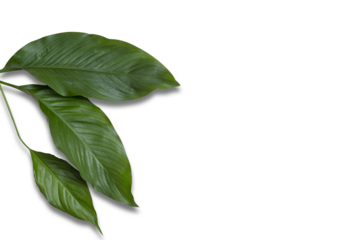 Tropical leaves isolated on white background. Top view, flat lay