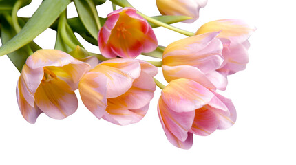 Colorful tulips isolated on white background. Copy space for text. Mother's day concept