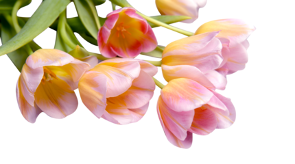 Colorful tulips isolated on white background. Copy space for text. Mother's day concept