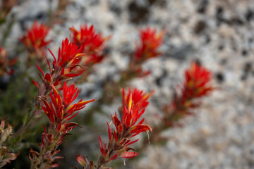 Bright Orange Paintbrush Flowers Bloom in the Granite of Yosemite