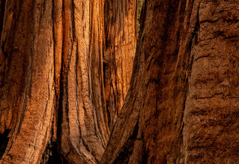 Bright Texture of Sequoia Trees