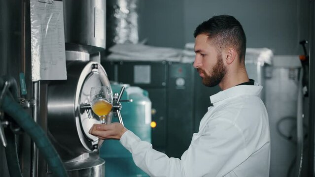 professional brewer is pouring light beer from fermenting tank in brewery workshop