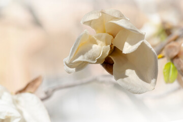 Magnolia bloom in spring against the sky. Branches with Large white Magnolia grandiflora flowers close-up view
