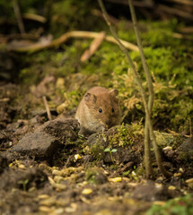 A cute bank vole looking for food in spring, copyspace - obrazy, fototapety, plakaty