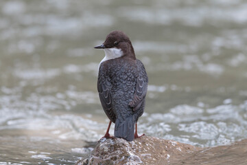 The white-throated dipper or Eurasian dipper (Cinclus cinclus).
