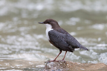 The white-throated dipper or Eurasian dipper (Cinclus cinclus).