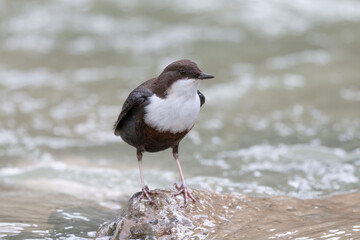 The white-throated dipper or Eurasian dipper (Cinclus cinclus).