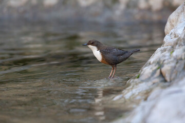 The white-throated dipper or Eurasian dipper (Cinclus cinclus).