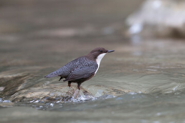 The white-throated dipper or Eurasian dipper (Cinclus cinclus).