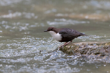 The white-throated dipper or Eurasian dipper (Cinclus cinclus).