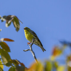 verdone(carduelis chloris)