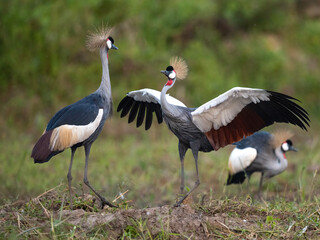 A Grey Crowned Crane Challenges its partner