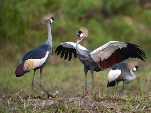 A Grey Crowned Crane Challenges its partner