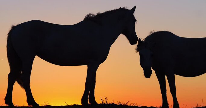Camargue or Camarguais Horse in the Dunes at Sunrise, Camargue in the South East of France, Les Saintes Maries de la Mer, Real Time 4K