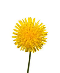 yellow dandelion flower isolated on white background.