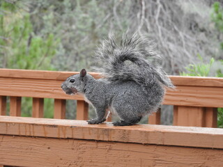 A western gray squirrel with a wound on its face, living in the Angeles National Forest, San Gabriel Mountains, California.
