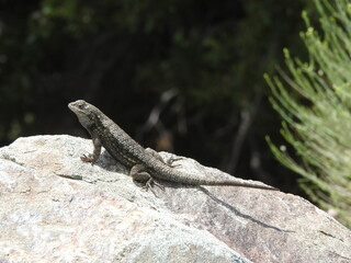 A western fence lizard enjoying the warmth of the sun, in the Angeles National Forest, San Gabriel Mountains, California.