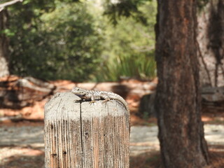 Western fence lizard perched on a wooden post in the Angeles National Forest, San Gabriel Mountains, California.