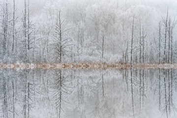 Winter landscape of the iced shoreline of Deep Lake after a freezing rain event with mirrored reflections in calm water, Yankee Springs State Park, Michigan, USA